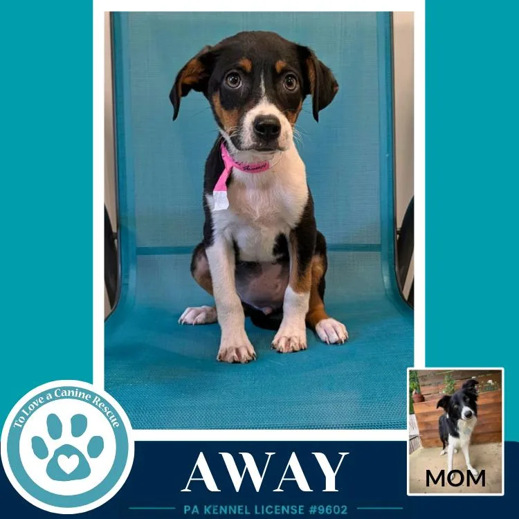 A baby medium-sized male Brown / Chocolate Border Collie dog named Away for adoption in Kimberton, PA