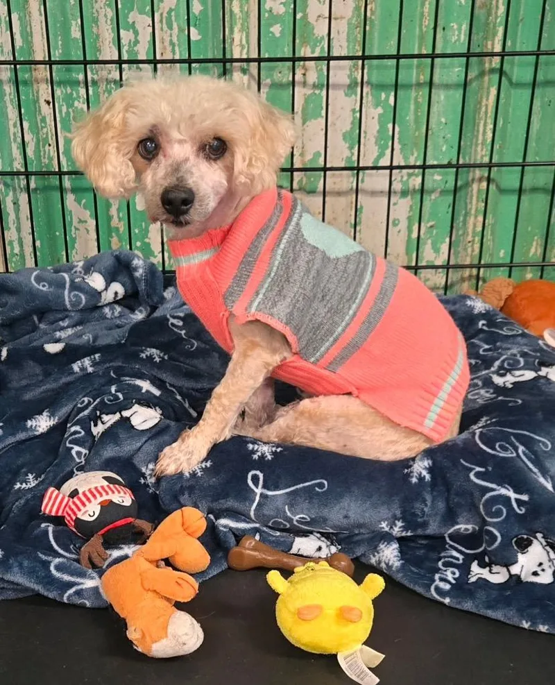 A senior small-sized male Poodle dog named Yoda for adoption in Pottsville, PA