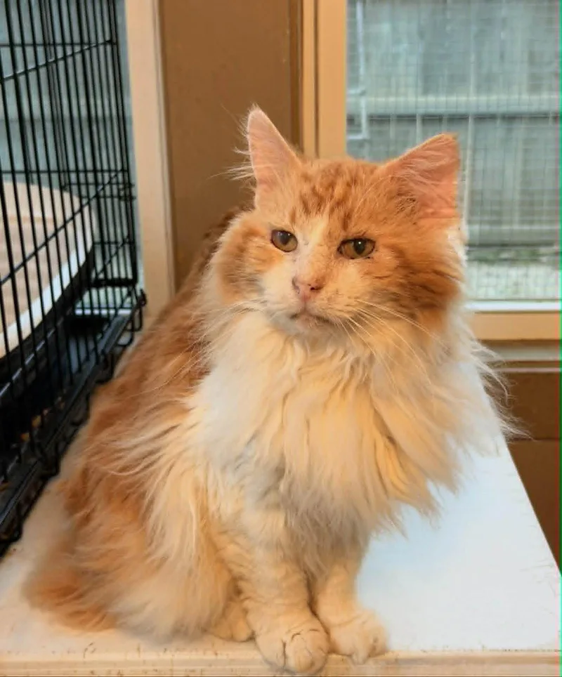 An adult small-sized male Tabby cat named Mr Smithers for adoption in Capshaw, AL