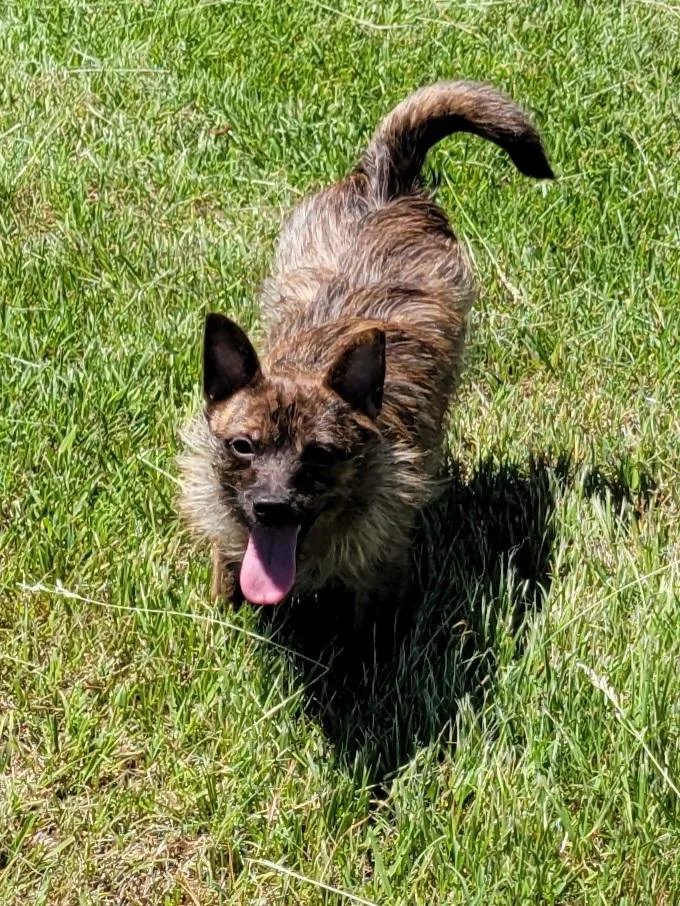 An adult small-sized female Terrier dog named Louise for adoption in Cambridge, MD