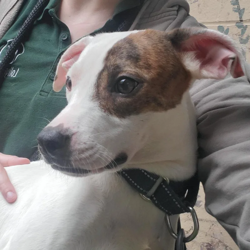 An adult medium-sized female Mixed Breed dog named Sunshine for adoption in Fairport, NY