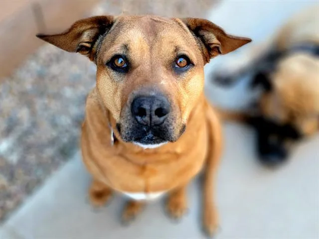 An adult large-sized female Shar-Pei dog named Quan for adoption in Tucson, AZ