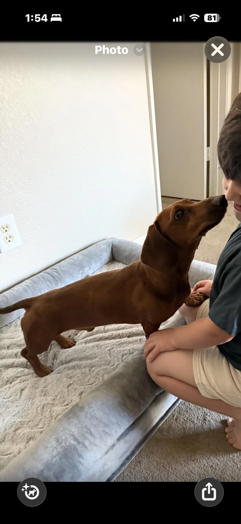 A young small-sized male Red / Chestnut / Orange Dachshund dog named Leo for adoption in Hayward, CA