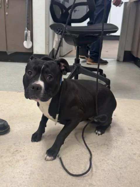 A young medium-sized female Pit Bull Terrier dog named Diamond for adoption in Van Nuys, CA