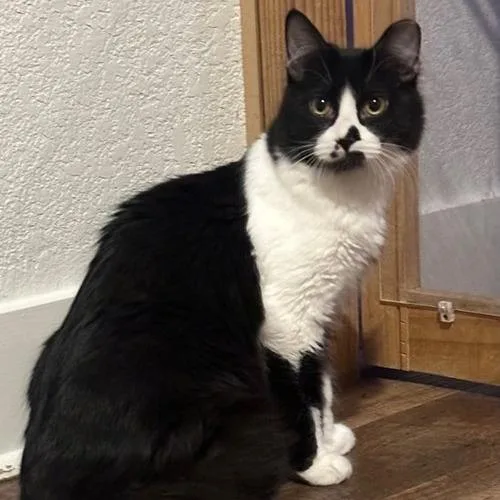 An adult small-sized male Black Domestic Medium Hair cat named Tootsie for adoption in Tucson, AZ
