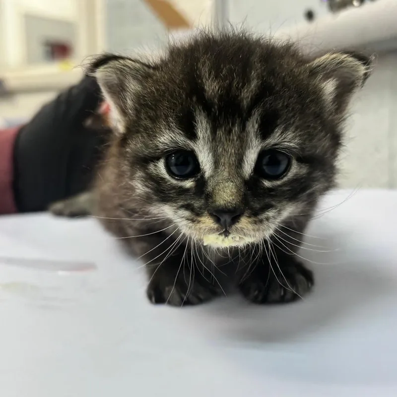 A baby small-sized female Black Domestic Short Hair cat named Thunderclap for adoption in Corpus Christi, TX