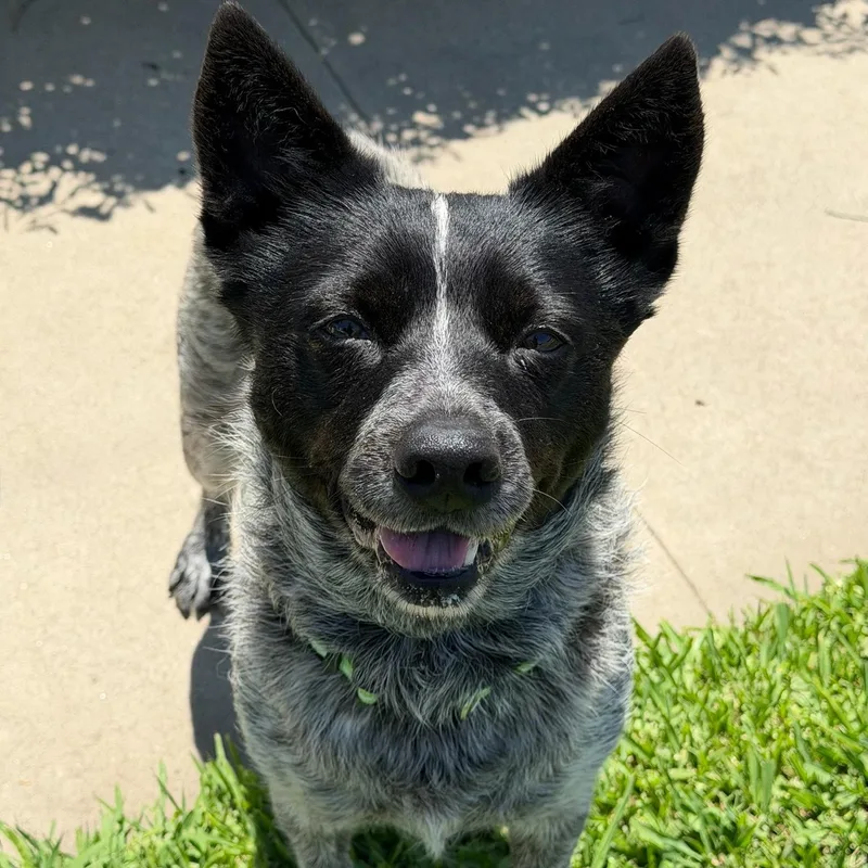 An adult medium-sized female Australian Cattle Dog / Blue Heeler dog named Serenity for adoption in Newport Beach, CA