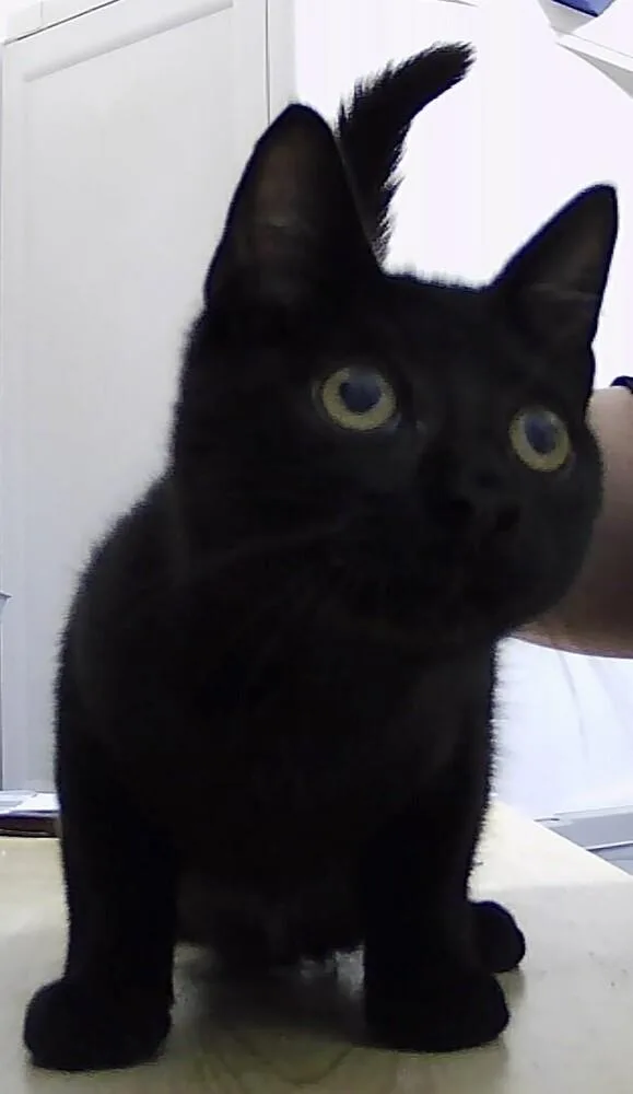 A baby small-sized male Black Domestic Short Hair cat named Detective Bell for adoption in Anoka, MN