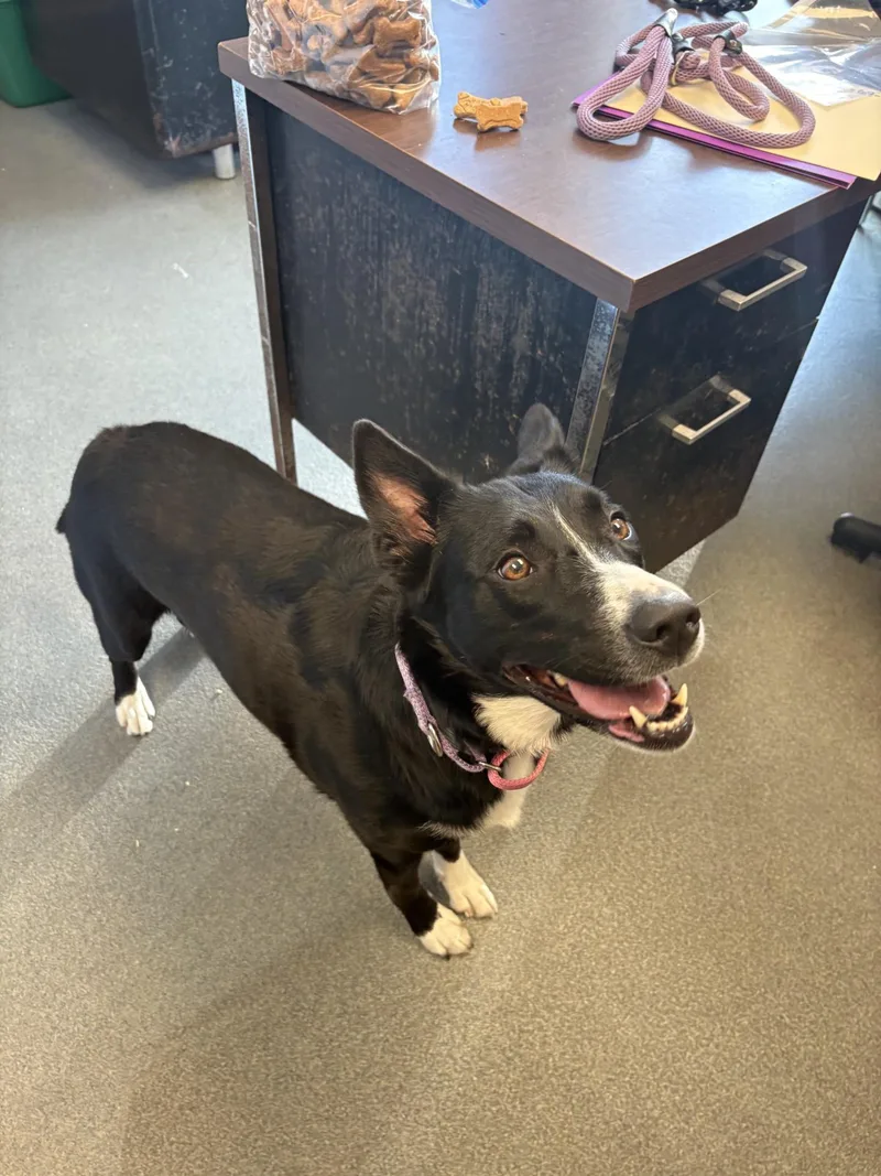 A young medium-sized female Black Border Collie dog named Nova for adoption in West Warwick, RI