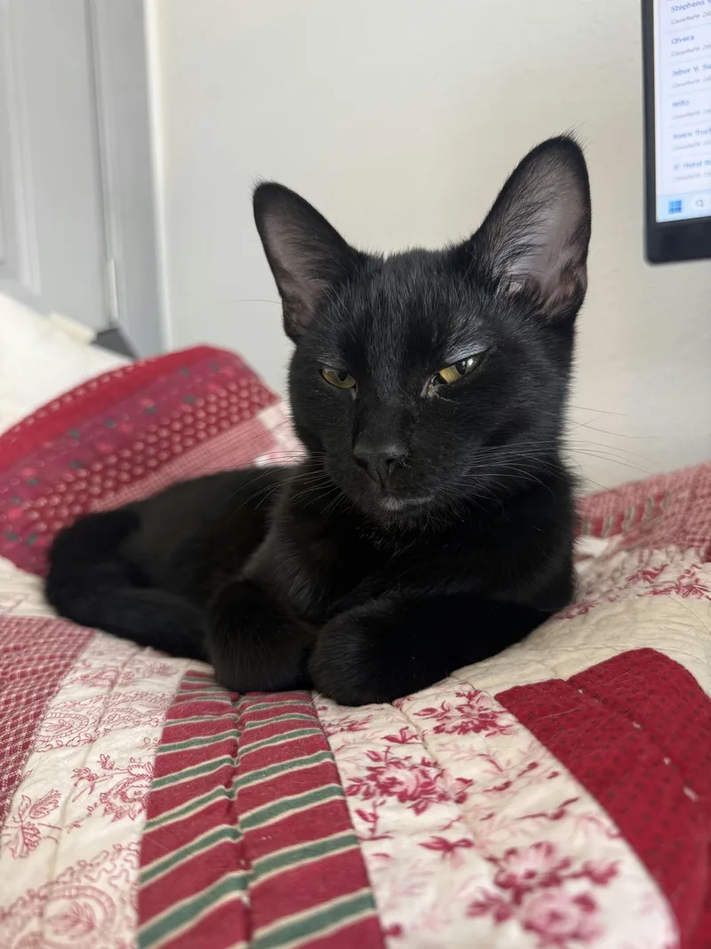 A baby medium-sized male Black Domestic Short Hair cat named Squiggy for adoption in Houston, TX