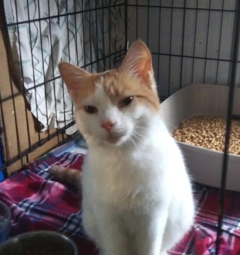 A young medium-sized male Orange & White Domestic Short Hair cat named Peanut for adoption in Port Wentworth, GA