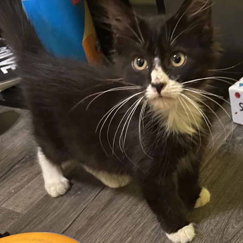 Figaro thumbnail 3