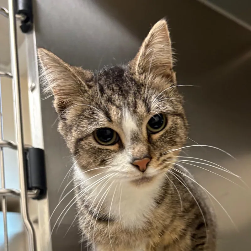 A baby small-sized female Brown / Chocolate Domestic Short Hair cat named Mallow for adoption in Lynchburg, VA
