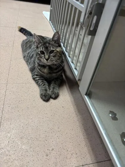 A young medium-sized female Tabby (Brown / Chocolate) Domestic Short Hair cat named Reba for adoption in Steamboat Springs, CO
