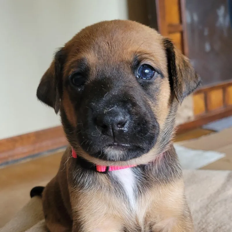 A baby small-sized male Brown / Chocolate Labrador Retriever dog named Brian for adoption in Austin, TX