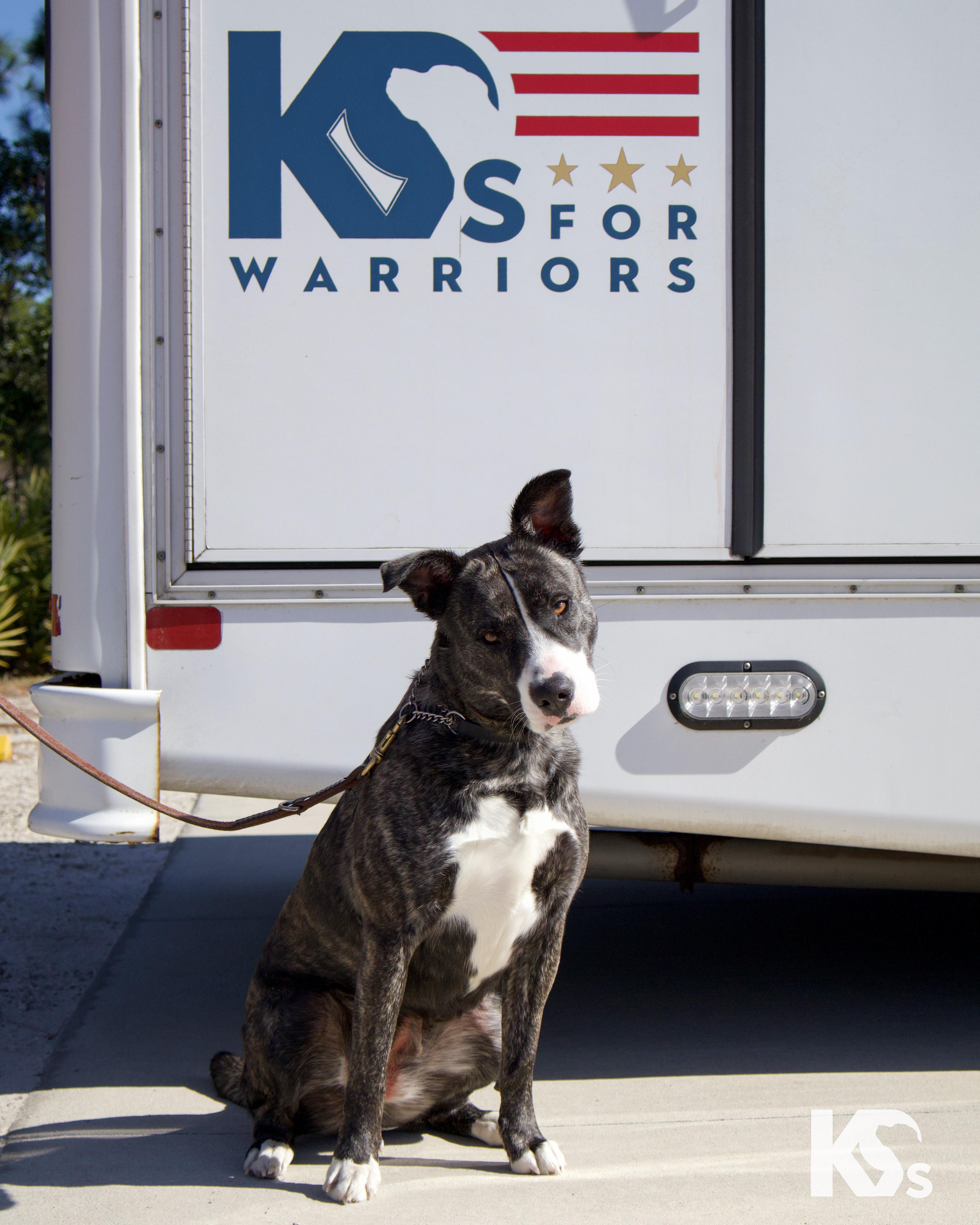 A young medium-sized female Brindle Australian Cattle Dog / Blue Heeler dog named Denali for adoption in Ponte Vedra, FL