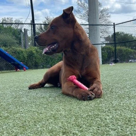 A young medium-sized male Red / Chestnut / Orange Mixed Breed dog named Trav for adoption in Bryan, TX