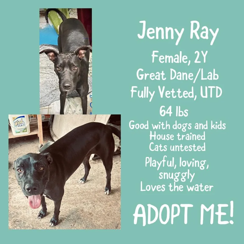 An adult large-sized female Black Great Dane dog named Jenny Ray for adoption in Irvington, AL