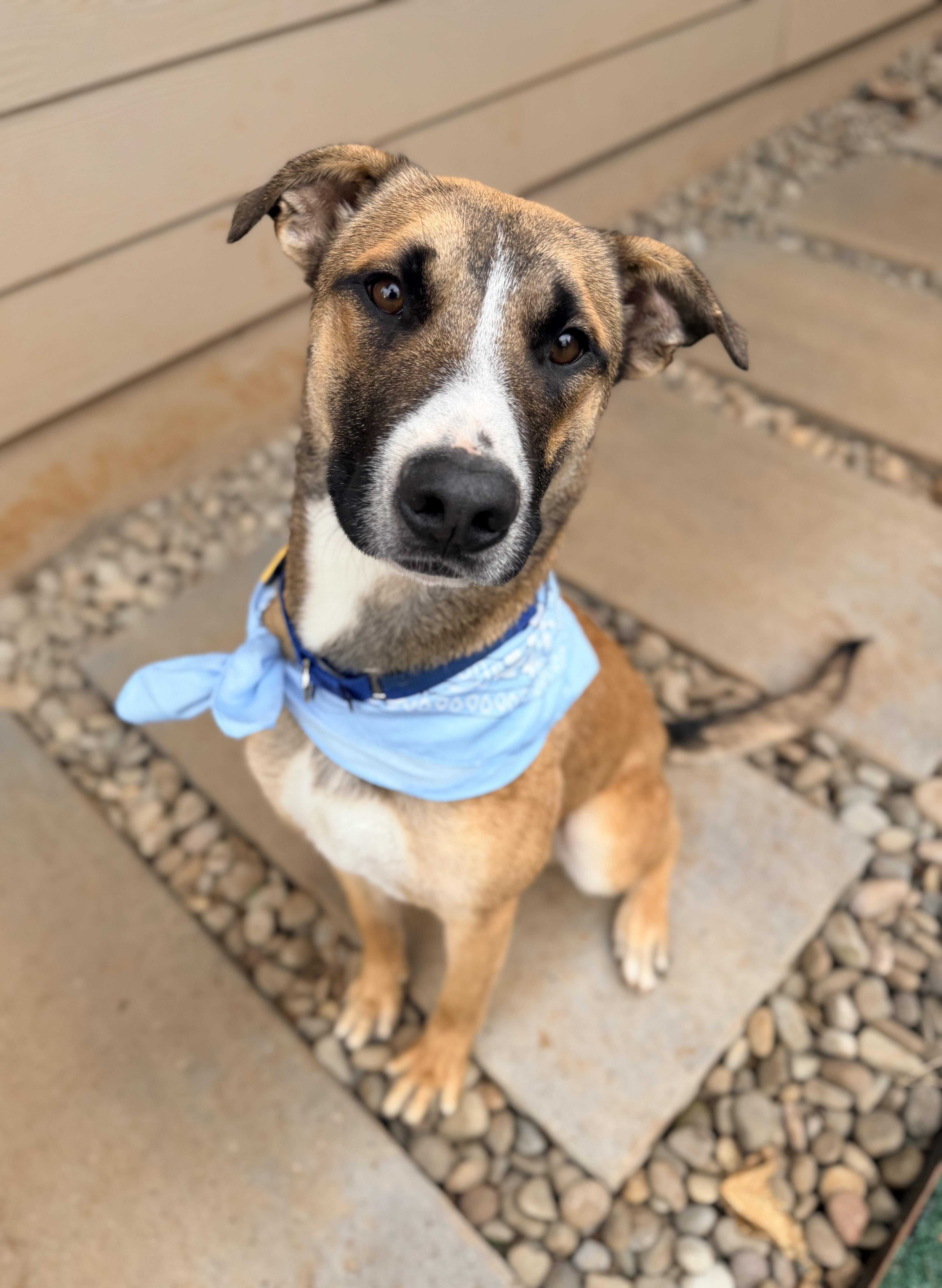 A young medium-sized male Yellow / Tan / Blond / Fawn German Shepherd Dog dog named Tahoe for adoption in Beavercreek, OR