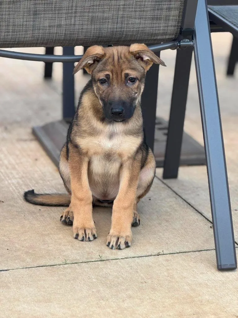 A baby medium-sized female Mixed Breed dog named Spacey Stacey for adoption in sun prairie, WI