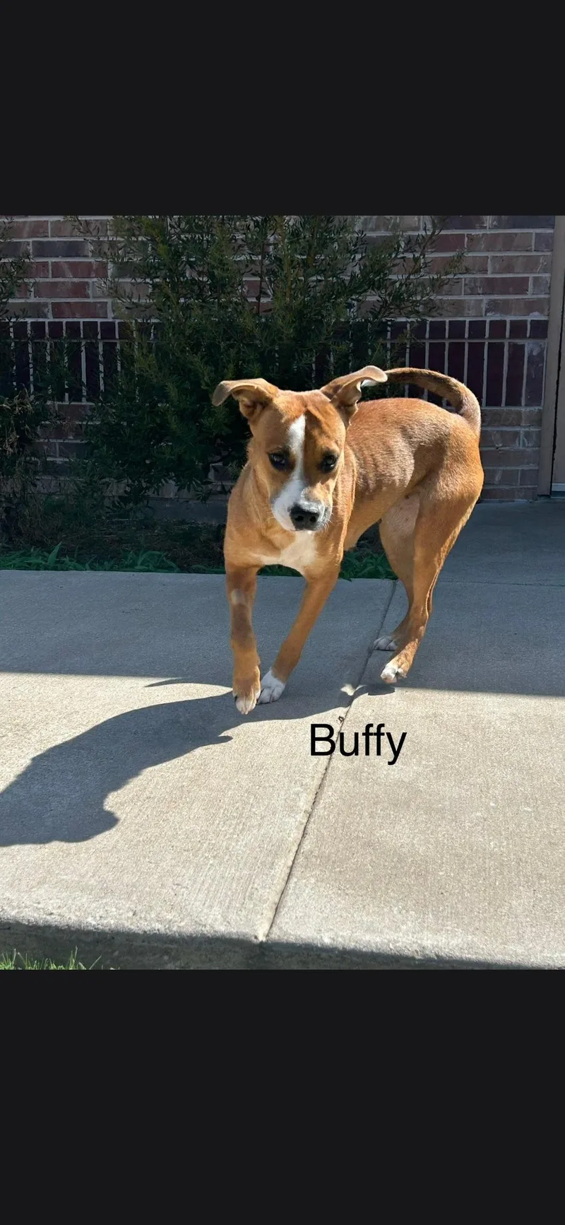 An adult medium-sized female Australian Cattle Dog / Blue Heeler dog named Buffy for adoption in Plano, TX