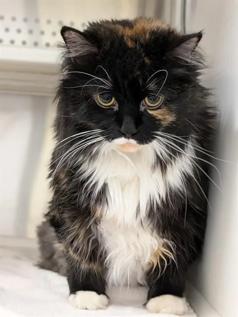 An adult large-sized female Manx cat named Callye for adoption in Saint Peters, MO