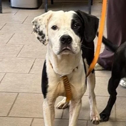 A baby medium-sized male White / Cream Mixed Breed dog named Poe for adoption in Huntington, WV