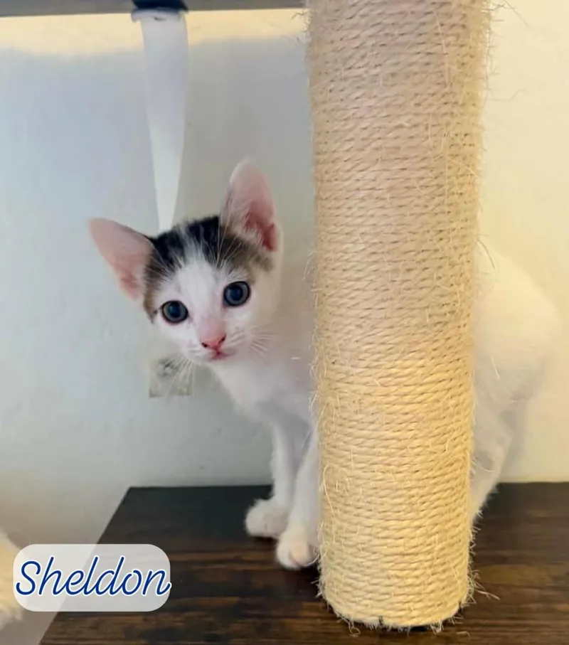 A baby small-sized male White Domestic Short Hair cat named Sheldon Shamrock for adoption in Chandler, AZ