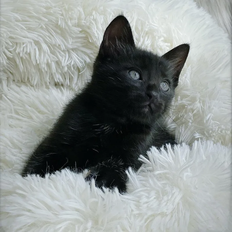 A baby small-sized male Black Domestic Short Hair cat named Sailor for adoption in Huntsville, AL
