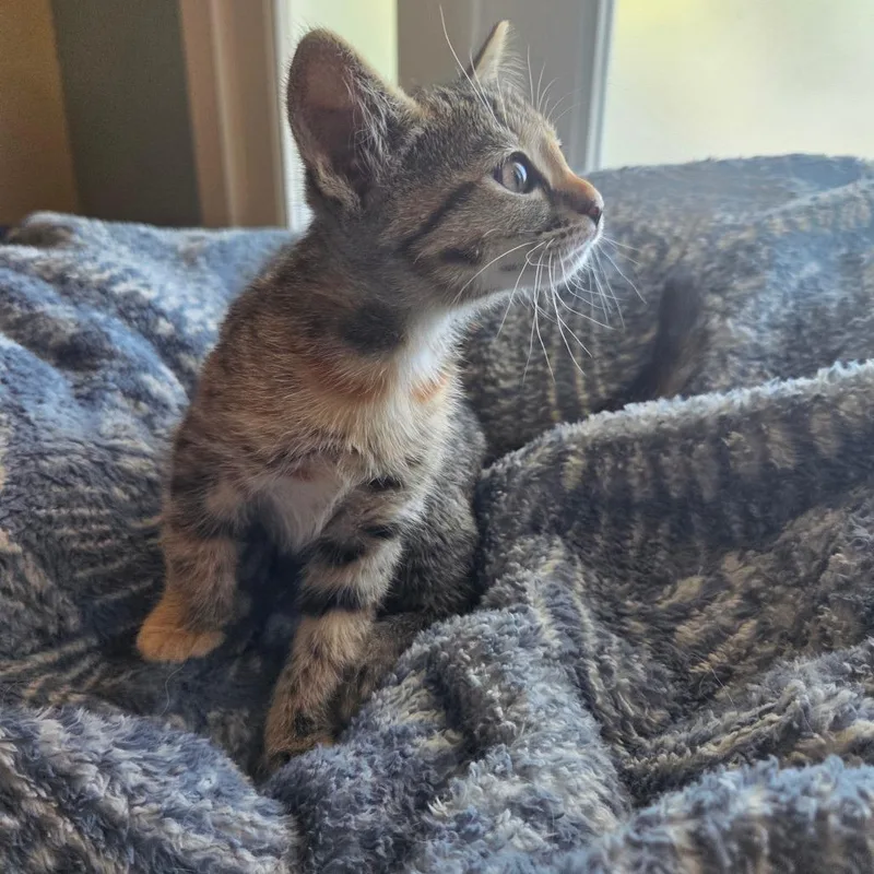 A baby small-sized female Brown / Chocolate Domestic Short Hair cat named Tostada for adoption in Brea, CA