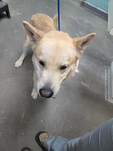 An adult large-sized male Shepherd dog named Zorua for adoption in Rio Rancho, NM