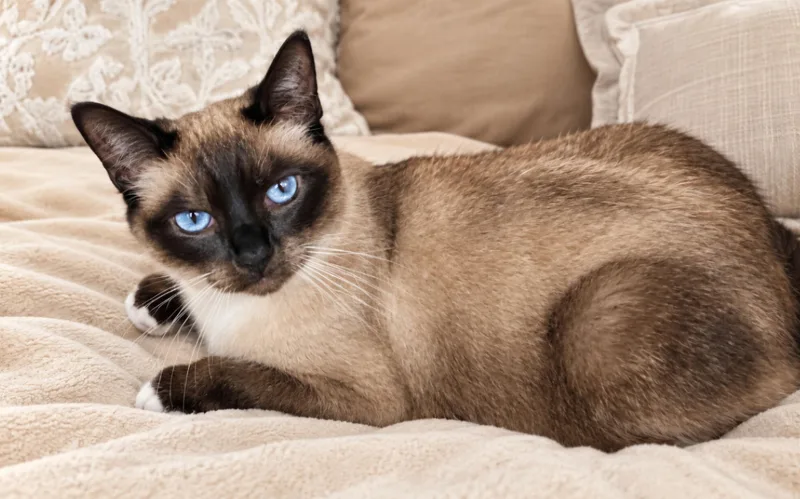 A young small-sized female Siamese cat named Mary Jane for adoption in Woodland Hills, CA