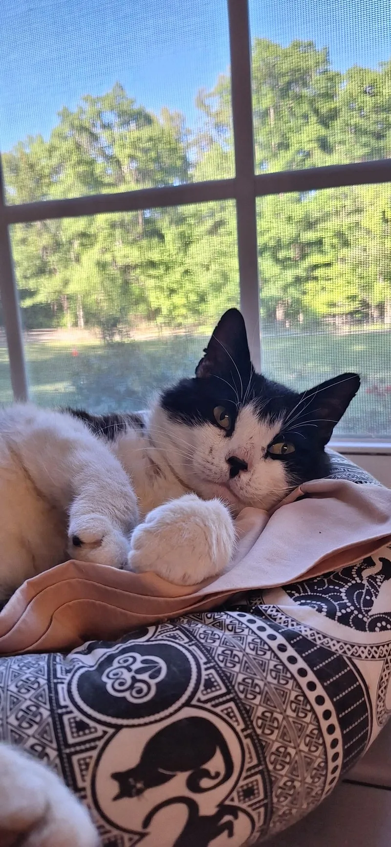 Figaro