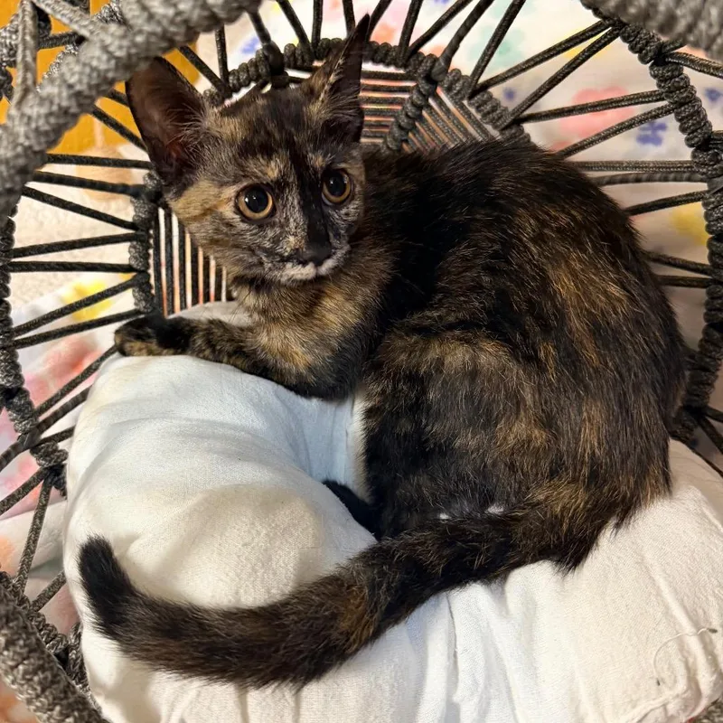 A baby small-sized female Tortoiseshell Domestic Short Hair cat named Amber for adoption in Flower Mound, TX