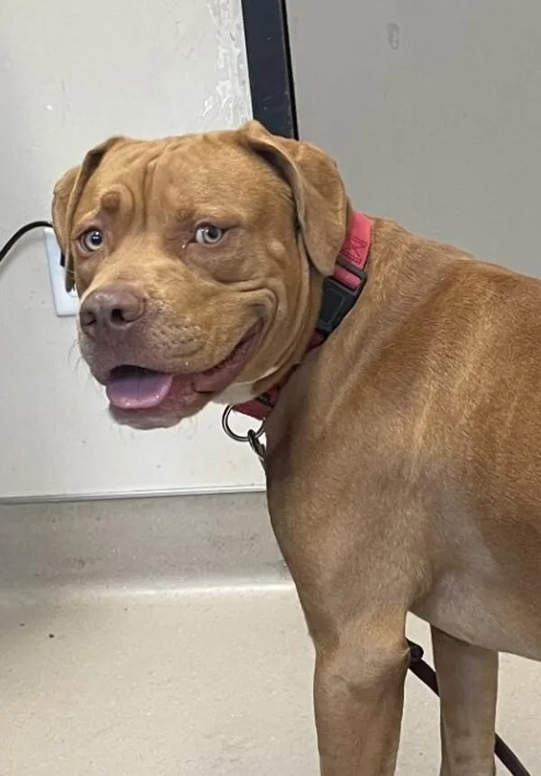 A young large-sized male Pit Bull Terrier dog named Clifford for adoption in El Cajon, CA