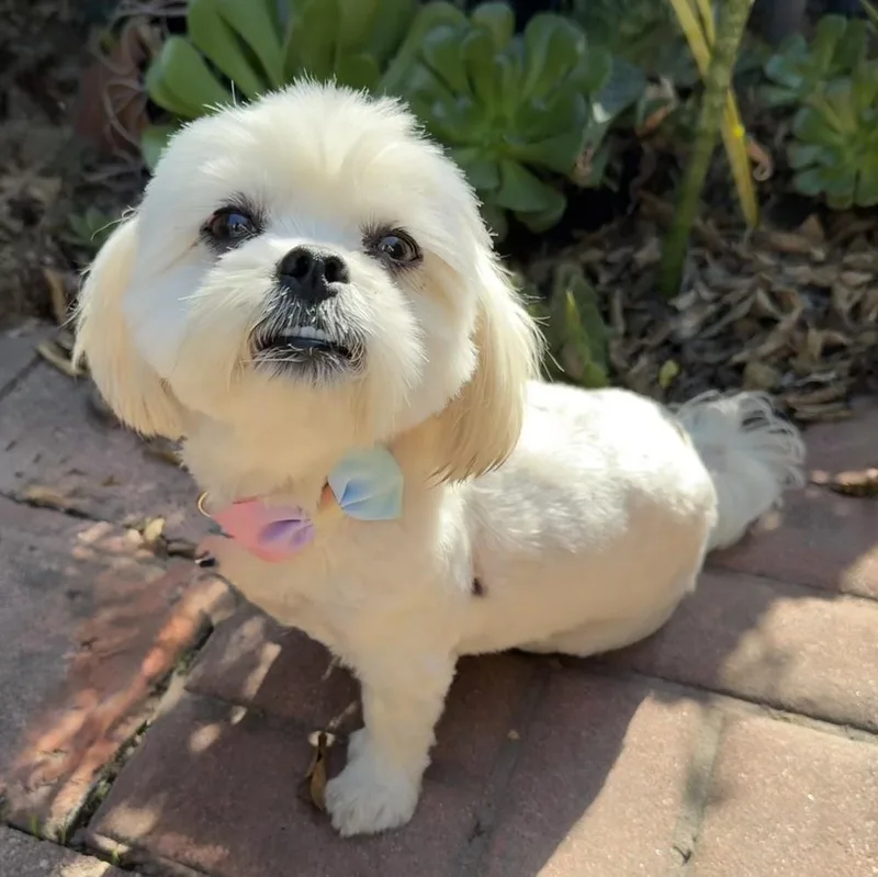 A young small-sized female White / Cream Mixed Breed dog named Mattie for adoption in San Diego, CA