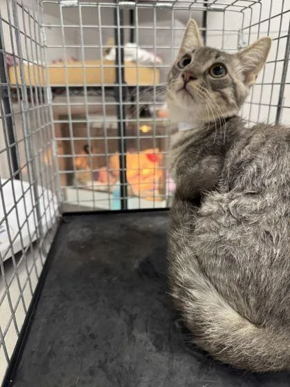 A young small-sized male Domestic Short Hair cat named Asher for adoption in Sevierville, TN