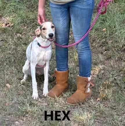 Hex