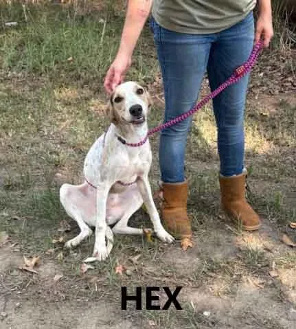 Hex thumbnail 3