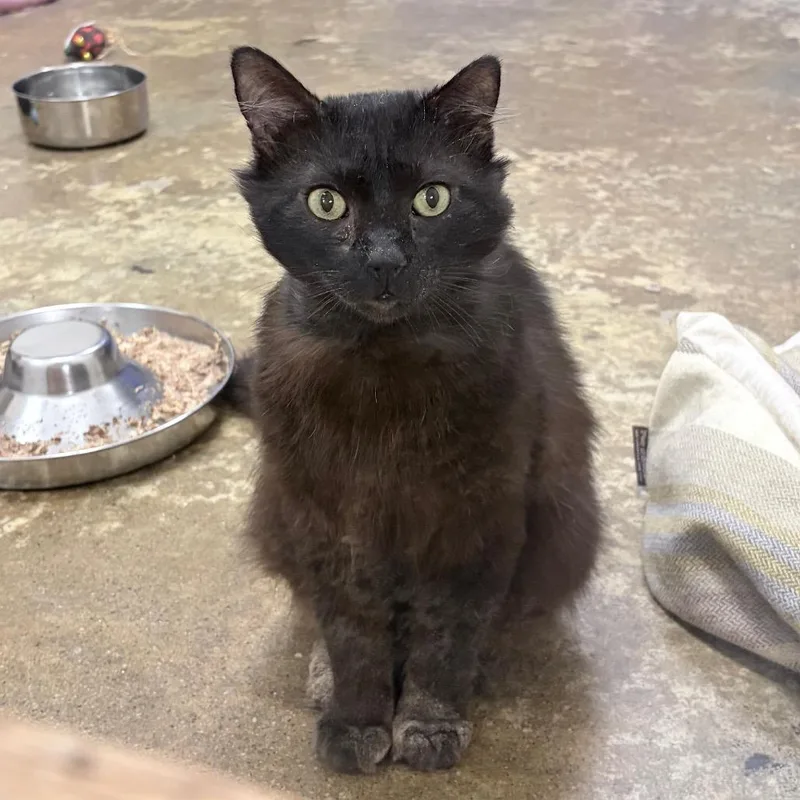 An adult medium-sized male Black Domestic Short Hair cat named Beans for adoption in Los Angeles, CA