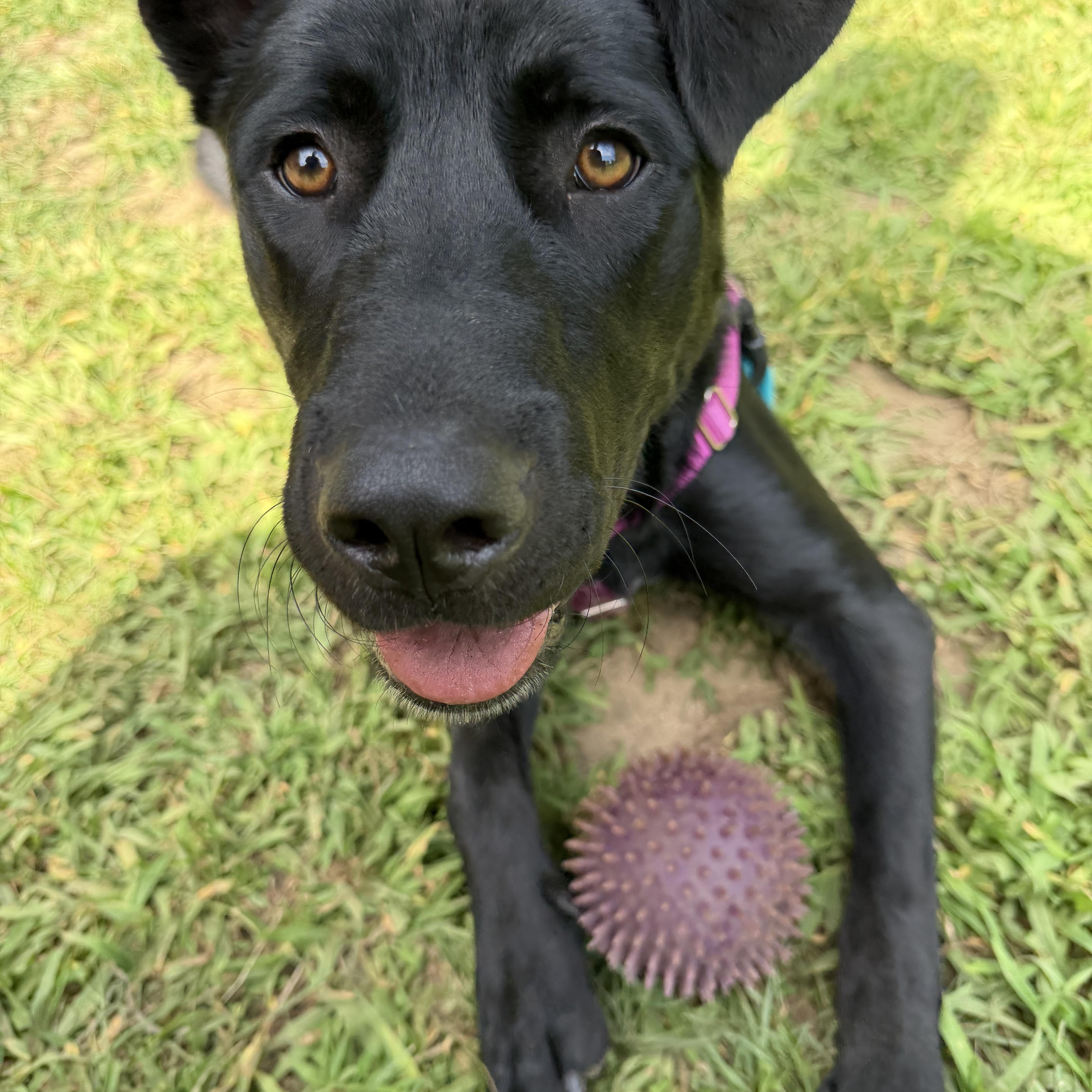 An adult medium-sized male Labrador Retriever dog named Winston for adoption in Hollis, NH