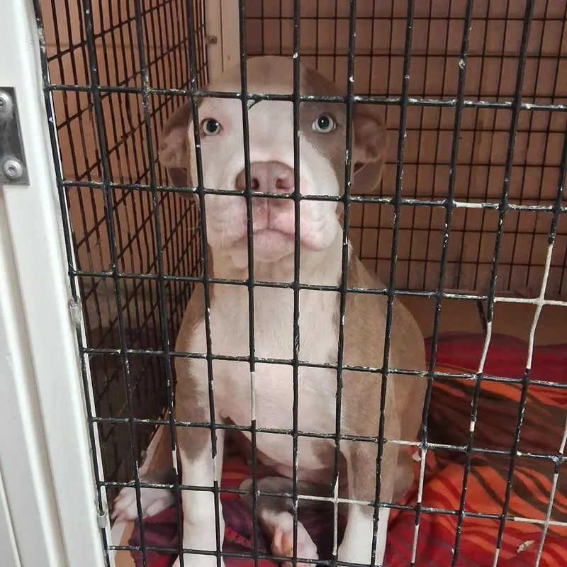 Roxi