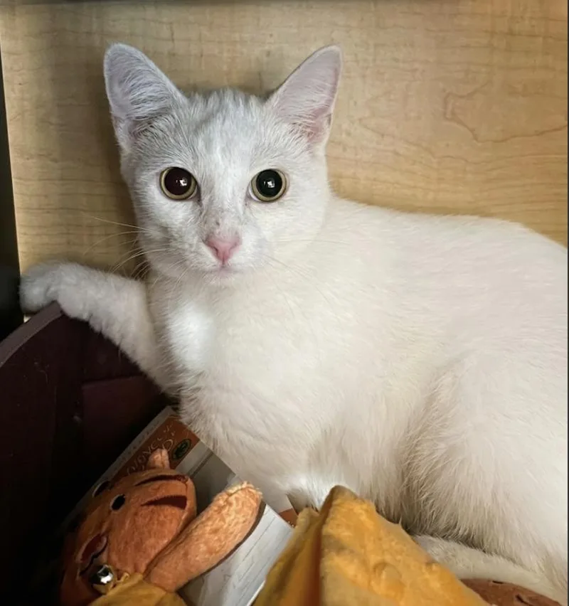 A baby large-sized female Siamese cat named Pongo  Sister of for adoption in Spring Branch, TX
