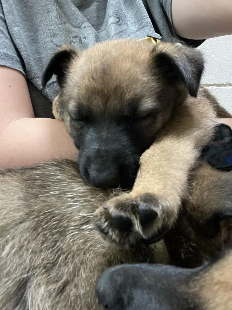 A baby small-sized female Belgian Shepherd / Malinois dog named Geo Pups Citrine  for adoption in Imlay City, MI