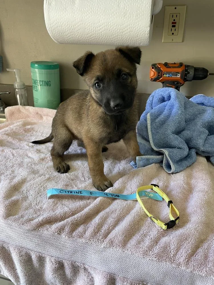 Geo Pups Citrine  thumbnail 2