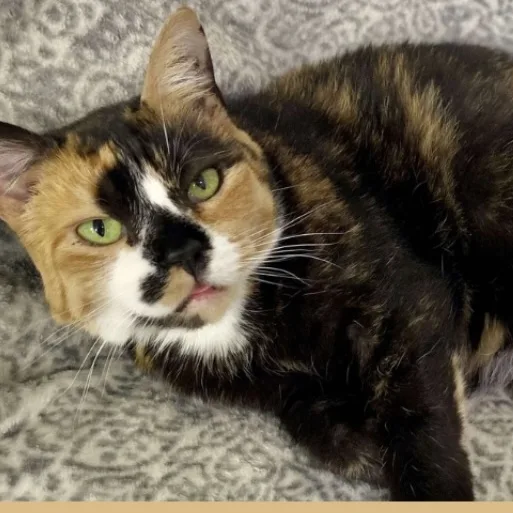 Luna And Sophie thumbnail 2