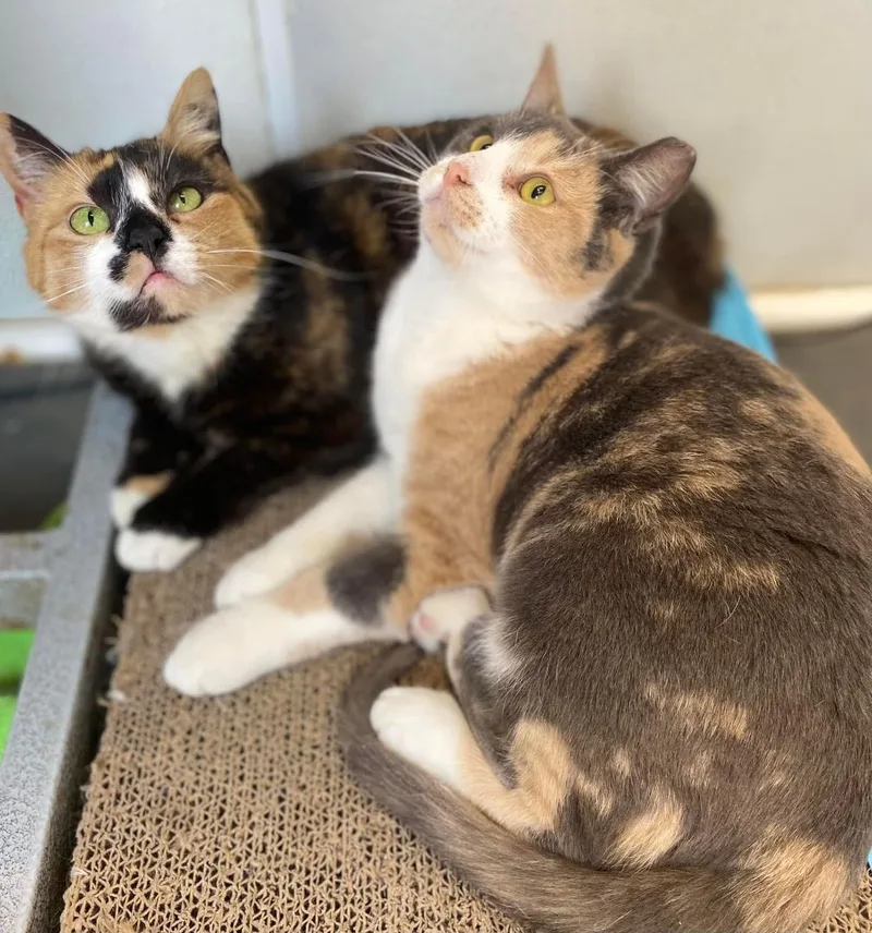 Luna And Sophie thumbnail 3