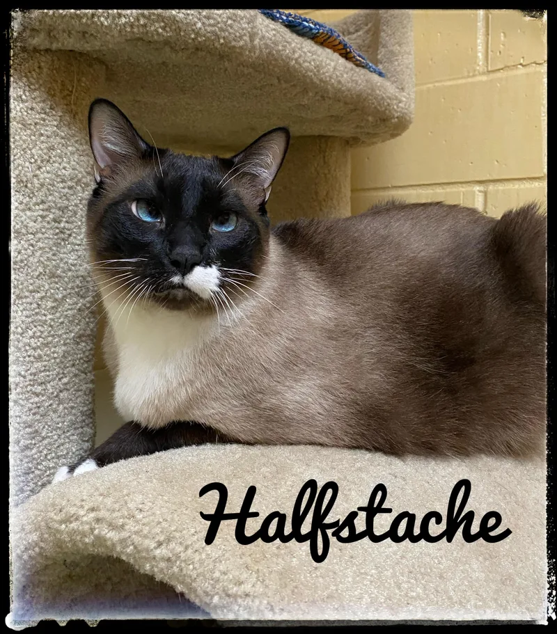 An adult extra large-sized male Snowshoe cat named Halfstache for adoption in El Cajon, CA