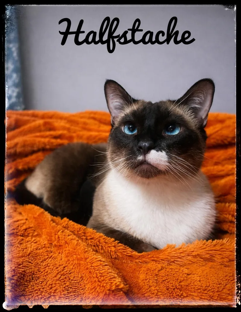 Halfstache thumbnail 2
