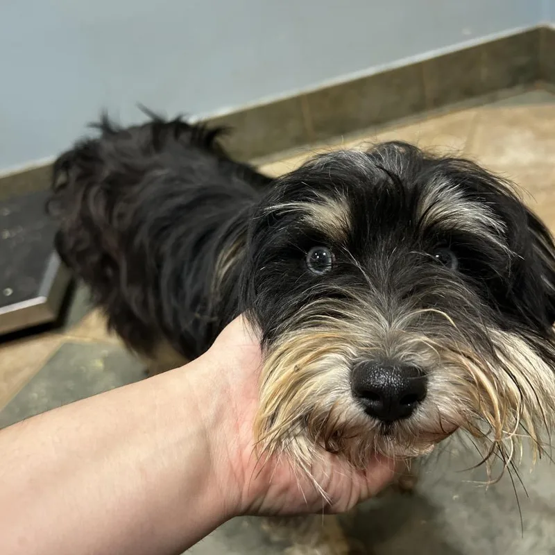 An adult small-sized male Black Mixed Breed dog named Spoon for adoption in Chattanooga, TN